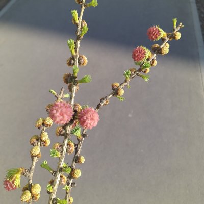 Олесяflora